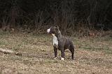 AMSTAFF ADULT 317
